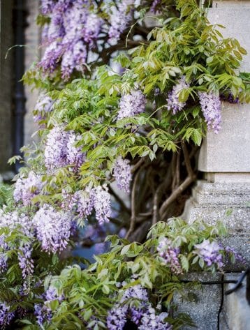 Wisteria at Hedsor House