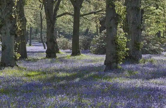 Bluebells by Countryside Wedding Venue