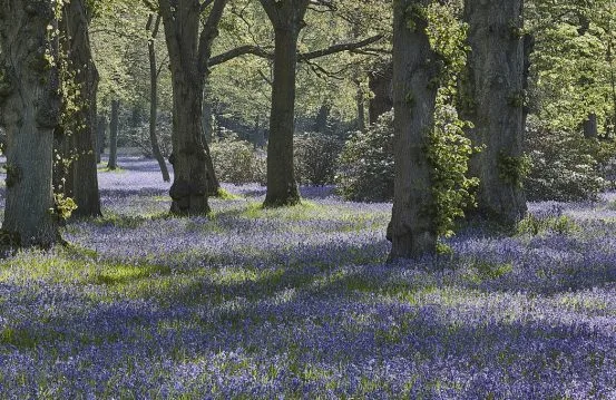 Bluebells by Countryside Wedding Venue