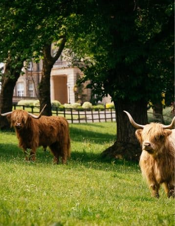 Hedsor House Highland Cattle