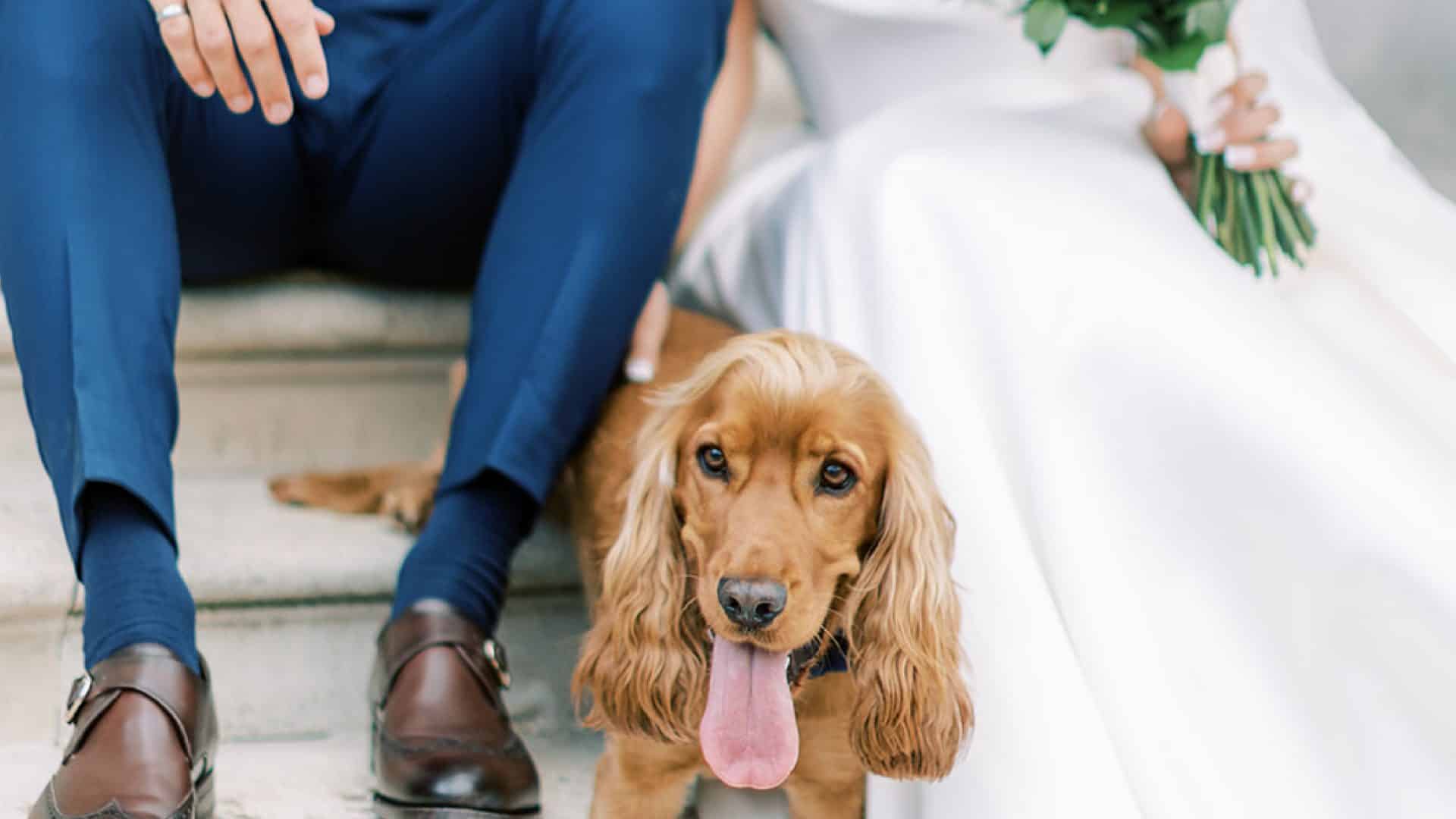 Hedsor Weddings With Pets