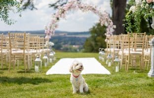 Wedding Pet Daycare