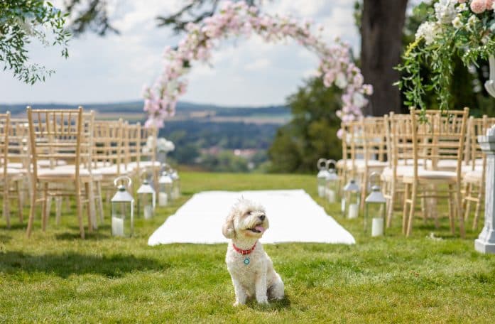 Wedding Pet Daycare